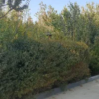 باغ ۱۵۰۰ متر در شهریار لم آباد|فروش خانه و ویلا|تهران, گیشا|دیوار