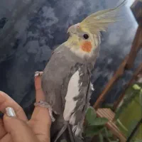 عروس هلندی تازه بالغ سخنگو نر