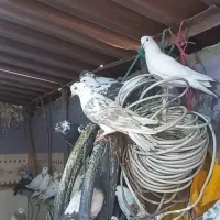 کبوتر کفتر|پرنده|محمدشهر, ولدآباد|دیوار