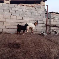 بزغاله|حیوانات مزرعه|خان ببین, |دیوار