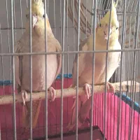 نر ماده عروس هلندی