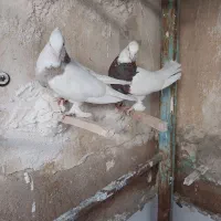 کفتر طوقی|پرنده|شیراز, بازار|دیوار