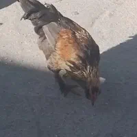 خروس|حیوانات مزرعه|یاسوج, |دیوار