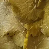 برگ شور دلمه