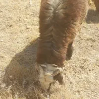 سلام ۳راس کاوه قوچ دو رگ ترکی بختیاری|حیوانات مزرعه|ارژن, |دیوار