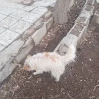 سگ پا کوتاه ماده|سگ|بناب, |دیوار