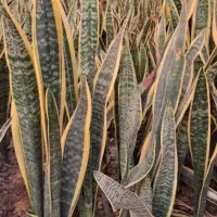 فروش ویژه سانسوریا ابلق بصورت عمده از گلخانه