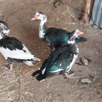 اردک‌نر‌‌وماده‌‌‌محلی‌وروسی‌موجوده