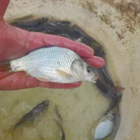 بچه آمور ماهی کپور|ماهی|گرگان, |دیوار