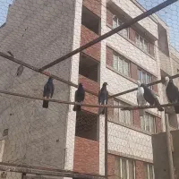 کبوتر پرشی