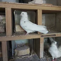 کبوتر سینه|پرنده|شیراز, تاچارا|دیوار