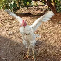 خروس لاری جوجه کش|حیوانات مزرعه|سرپل ذهاب, |دیوار