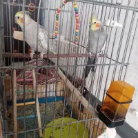 یک جفت عروس هلندی