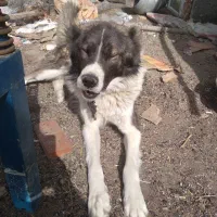 سگ شاهسون