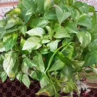 گل وگیاه|گل و گیاه طبیعی|ملایر, |دیوار