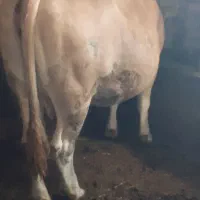 گاو|حیوانات مزرعه|سیلوانه, |دیوار