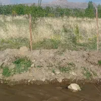 زمین به اضافه تعدادی نهال در ننوک