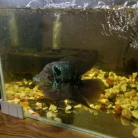 ماهی فلاور باکس