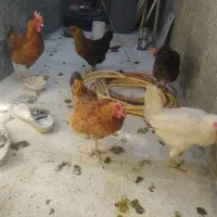 مرغ و خروس