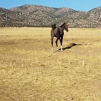 کره نریان|اسب و تجهیزات اسب‌سواری|کرمانشاه, |دیوار