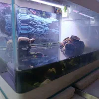 تعداد۲عدداکواریوم شیشه خم شرکتی|ماهی|مشهد, الهیه|دیوار