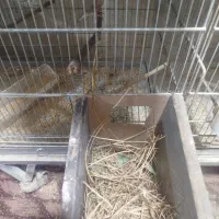 فنچ نرگسی شکلاتی مولد