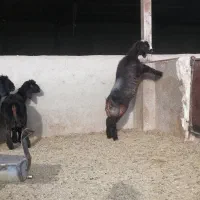 بره تهه|حیوانات مزرعه|شیراز, کوشک بیدک|دیوار