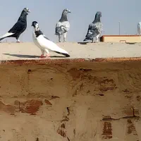 سلام دوستان عزیز این پلنگ سیاه گم کردم