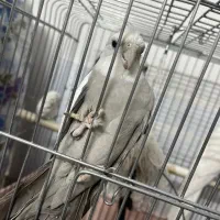 عروس هلندی|پرنده|ری, دولت‌آباد|دیوار