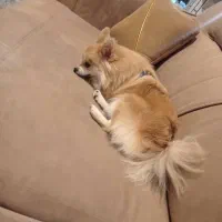 سگ پاپی ماده پامرانین|سگ|فلاورجان, |دیوار