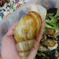 حلزون آچاتینا