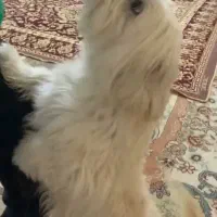 سگ شیتزو خانگی و واکسن شده