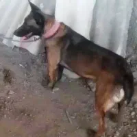 سگ مالینیوز گمشده|حیوانات|کردکوی, |دیوار