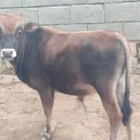 گاو نر ۱سال