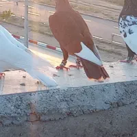 3تا کبوتر رنگی