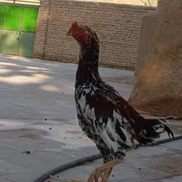 لاری|حیوانات مزرعه|تهران, شهرآرا|دیوار