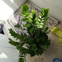 گل زیبا قشنگ به علت جانبودن به فروش میرود|گل و گیاه طبیعی|سنندج, |دیوار