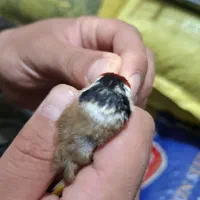 دوتا سهره یکلام 5 تومن