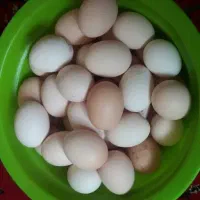تخم مرغ محلی ایخم سی زیر پای مرغ