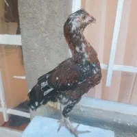 نیمچه گلین فول