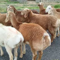 بره چینی|حیوانات مزرعه|تربت جام, تیپ ۳۸ زرهی تربت جام|دیوار
