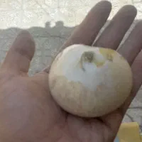 موسیر پلاک|عمده‌فروشی|تیران, |دیوار