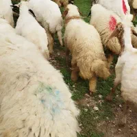 گوسفند فروش