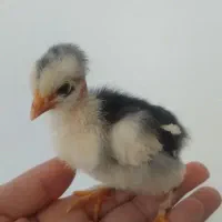 جوجه|حیوانات مزرعه|شیراز, تندگویان|دیوار