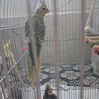 عروس هلندی|پرنده|مشهد, رضاییه|دیوار