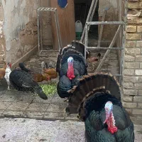 تخم بوقلمون برنز