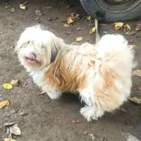 ماده دوساله