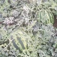 هندوانه درجه 1|خوردنی و آشامیدنی|کرمانشاه, |دیوار