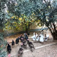 تعدادی بوقلمون و غاز|حیوانات مزرعه|انبارآلوم, |دیوار