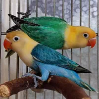 مرغ عشق  انگلیسی و‌گرینچیک‌و‌ملنگو